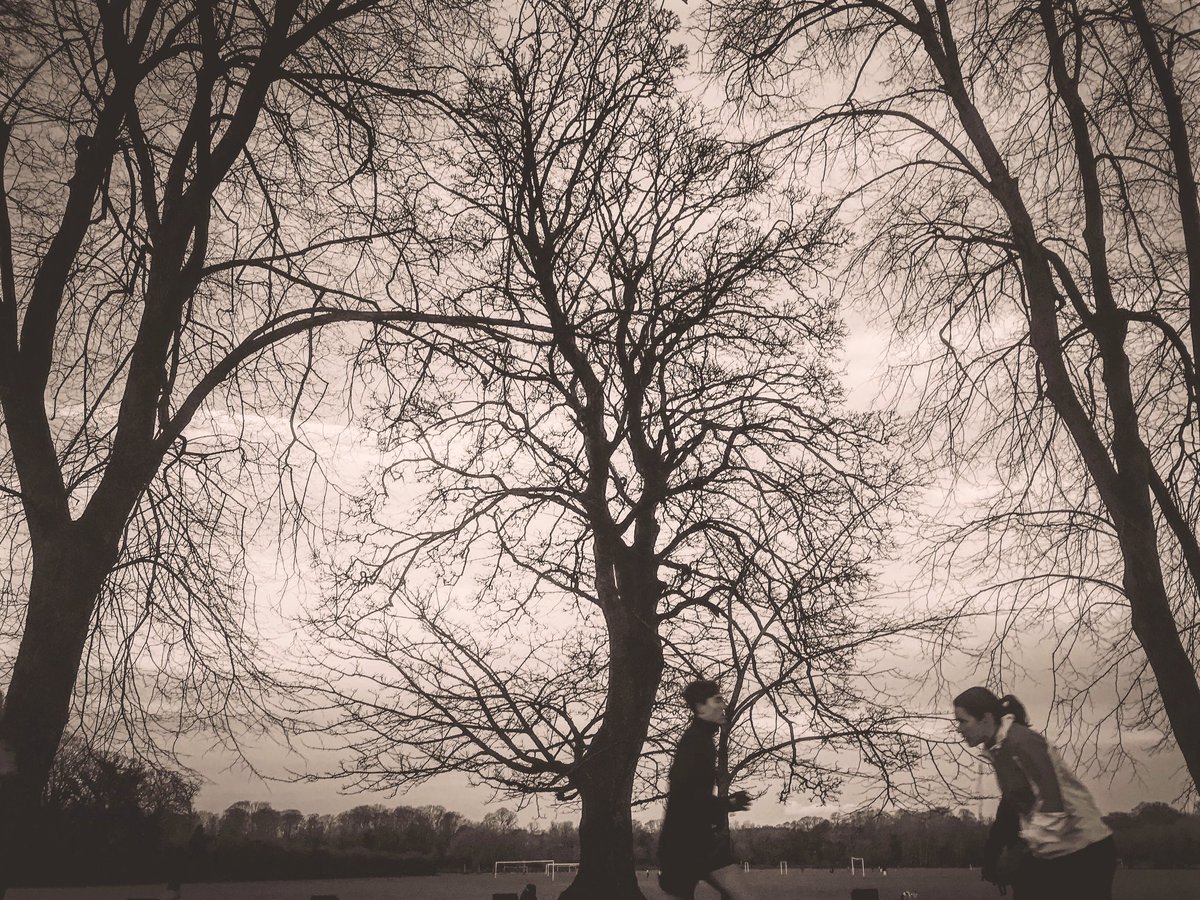 nspugh's tweet photo. passing the sycamore: #cardiff
#lockdownlife #treesclosetome https://t.co/Ll44ZlNH54