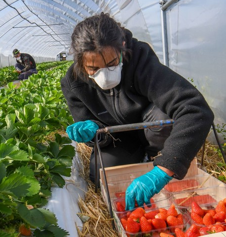 "Nous recrutons ! Chaque année 220000 emplois saisonniers sont à pourvoir de mars à mai. Les métiers de l’agriculture sont méconnus, pourtant ils sont diversifiés &amp; essentiels. Etudiants, bonnes volontés, nous vous attendons: rapprochez-vous de @pole_emploi ou des plateformes."