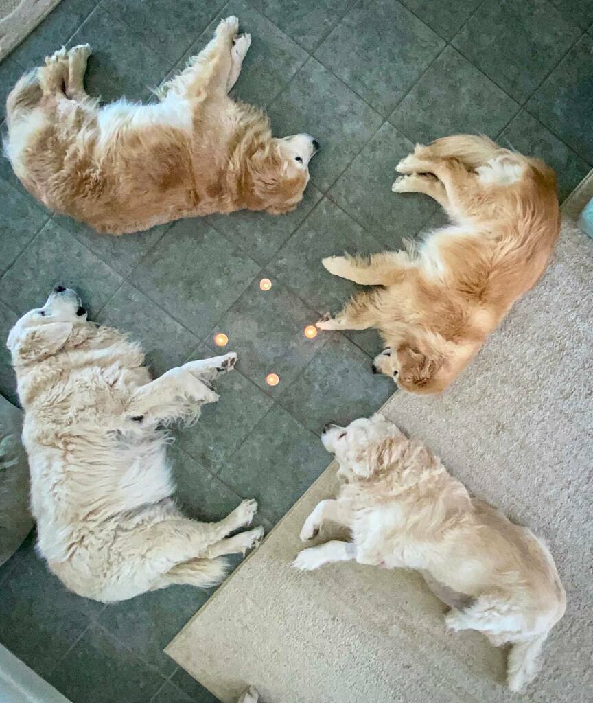 Oh great, they’re back in that “golden retrievers summoning a demon” phase again 🙄