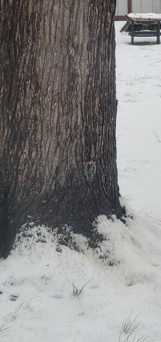 ThomElect's tweet image. Our little friend is back !