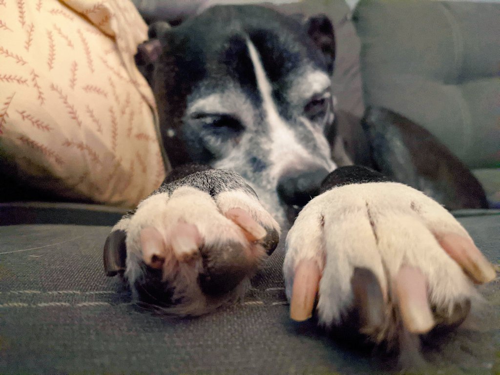 miss_sparkles11's tweet photo. Just recieved these pictures from hubby at home. Logan is such a sweet boy! All he does is sleep these days haha β€οΈ #OldManLogan #BoxerPitty #SleepyBoy https://t.co/IhGytZ3IO1
