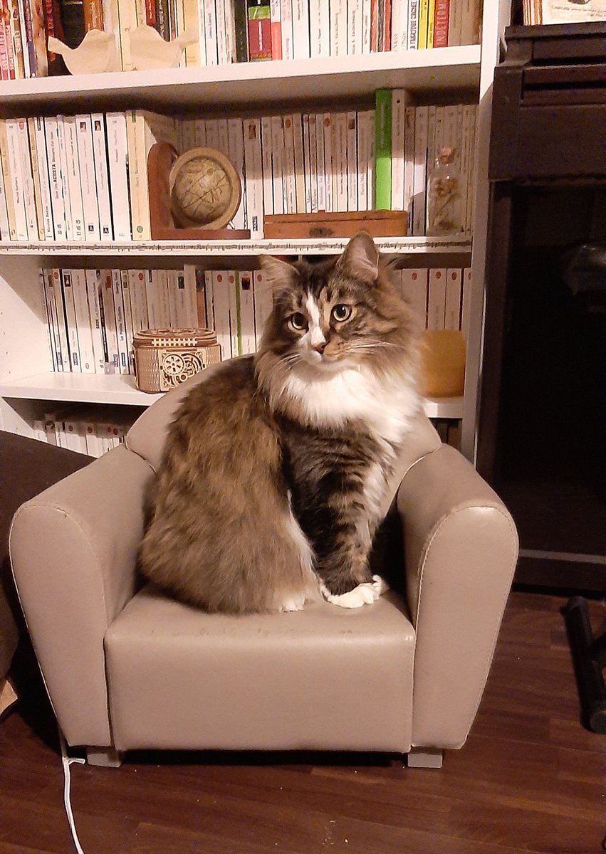 Bisou_le_chat's tweet photo. J'ai fait l'acquisition ce nouveau fauteuil pour mon cabinet, comme voici! #workingcat https://t.co/vJ6Wz0je2E