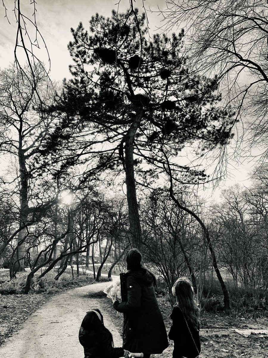 Wel 10 nesten in 1 boom...In Het #EuromastPark vlak bij #Parkheuvel #Wiezoudenerwonen?#watwashetheerlijkbuitenvandaag #lekkerkoud #dikkesjaal #dikkehandschoenen #Rotterdam