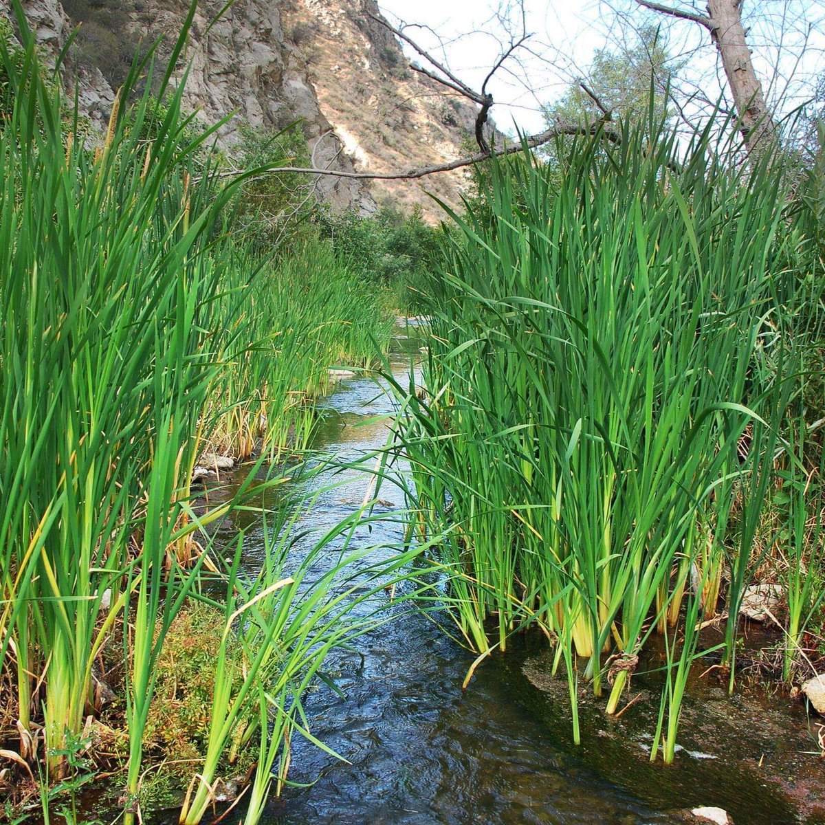 Pickled Cattail shoots. DISCLAIMER- different states have differing laws about harvesting cattails. Also always make sure you harvest from clean, uncontaminated areas! I work for my county's ecology department,so I have a permit to harvest native plants for educational purposes