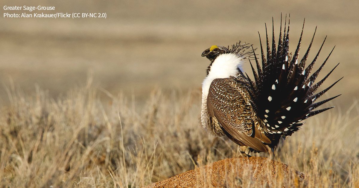 A pause on federal oil and gas leasing was one of the most attention-grabbing climate actions President Biden took on Wednesday, but experts say it's probably not the most consequential measure of the bunch. #BirdsTellUs the time to act on climate is now. bit.ly/3pw3vif