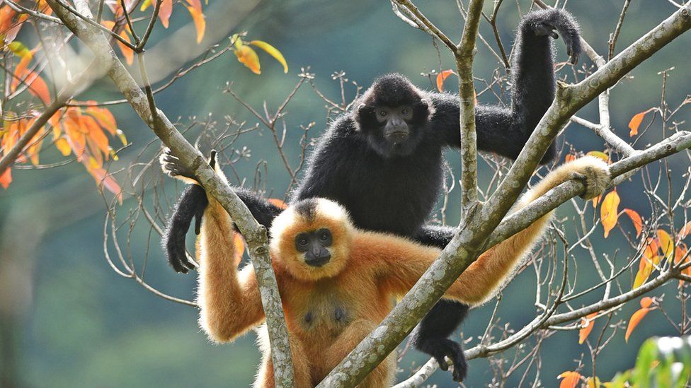 LovelyBugsieART's tweet photo. #SaveTheGibbons 🐵

Gibbons are some of the most endangered primates; there are around 20 species! (All of which are endangered/threatened!)

The Hainan gibbons are the most at-risk, with only ~30 left! (But! Their population is on the rise! 🎉)

Donation links + info in thread! https://t.co/NluvldECfw
