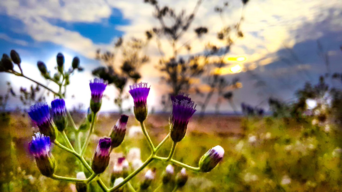 PathareVlogs's tweet photo. Natures gift. Evening Photography.
#photography #evening #instagram #PicOfTheDay #YouTube #YouTubers #trending #camera #mobilephotography #Marathi #Vlog #NaturePhotography #maharashtrian #love #saiprasadpatharevlogs https://t.co/KhlpqKR1WE