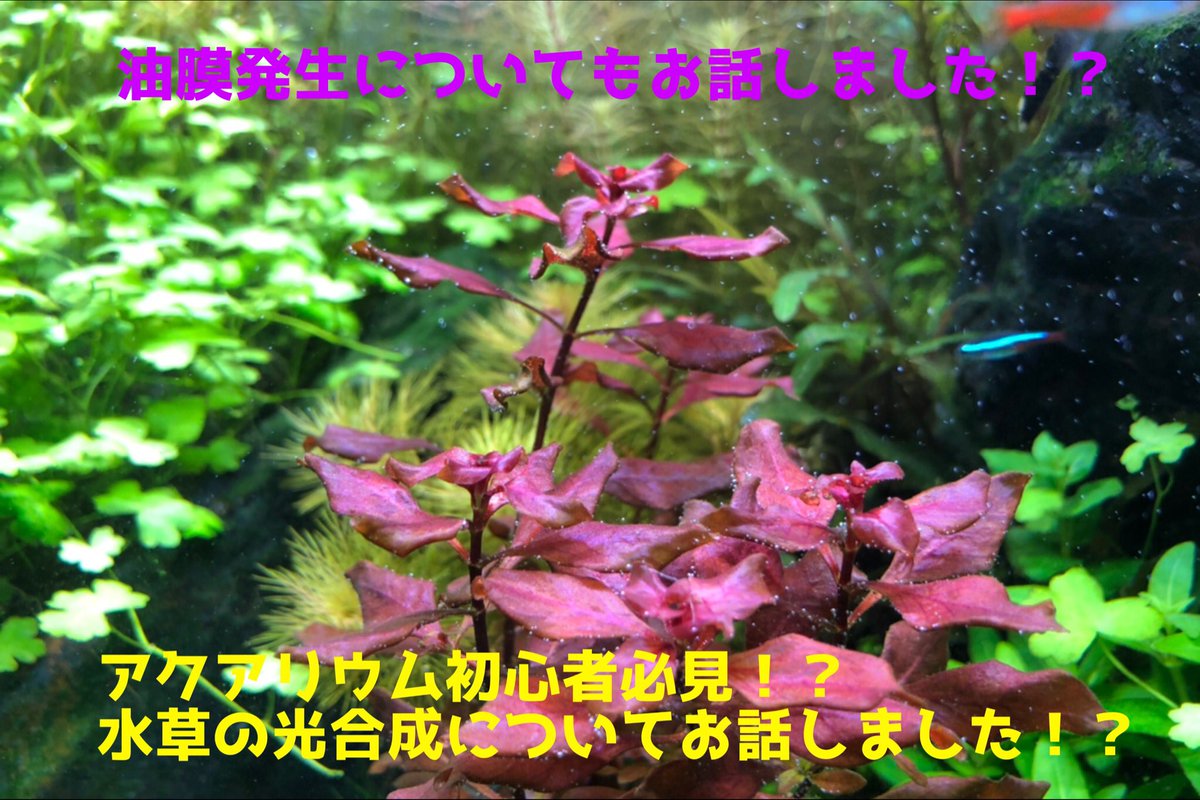 水草水槽初心者