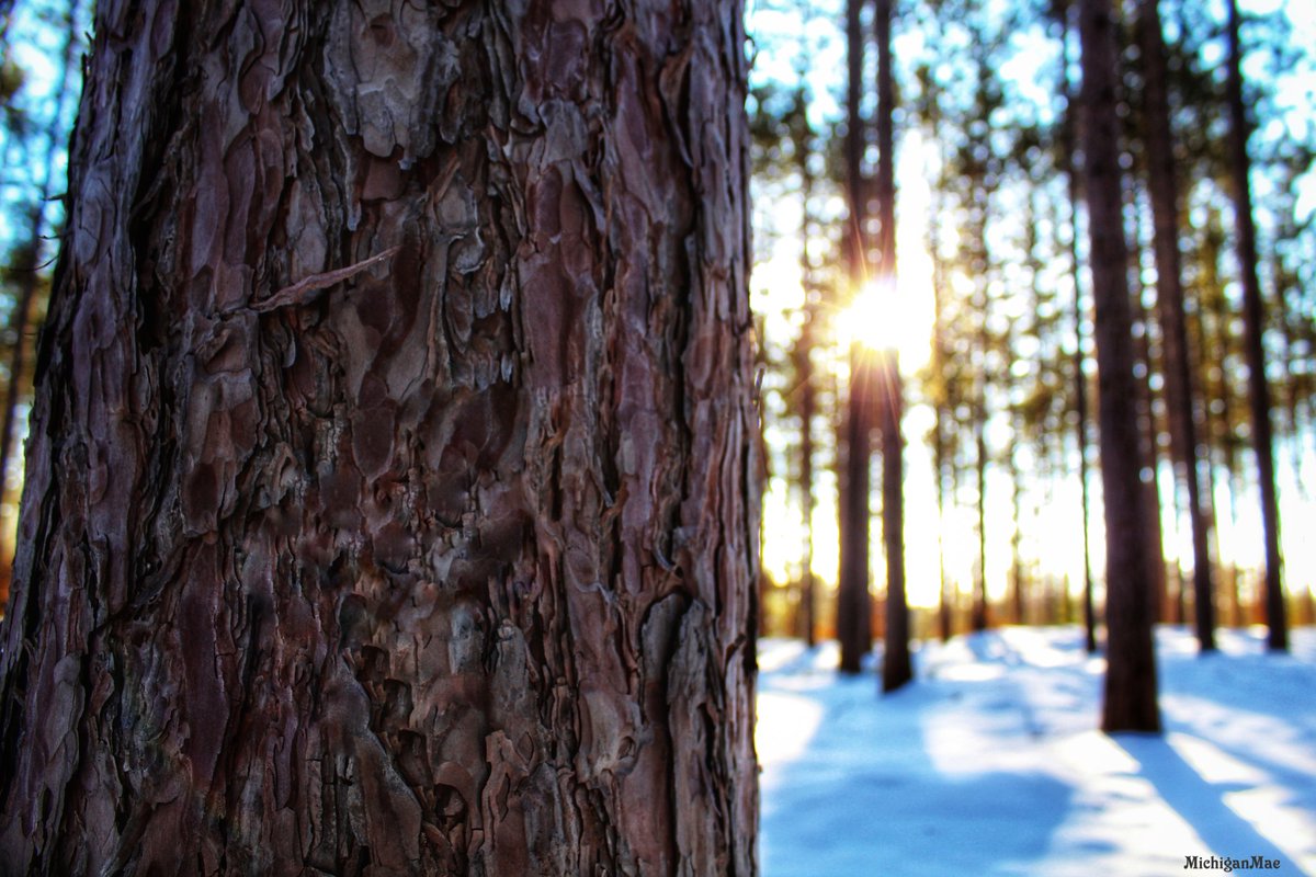 MichiganMae's tweet photo. #michigan #michiganmae #trees #forest #woods #pine #pinetree #sunshine #sunburst #perspective #beautiful #winter #winterinmichigan #isolation #solitude #branches #treetrunk #capture https://t.co/o8KwPS08mv