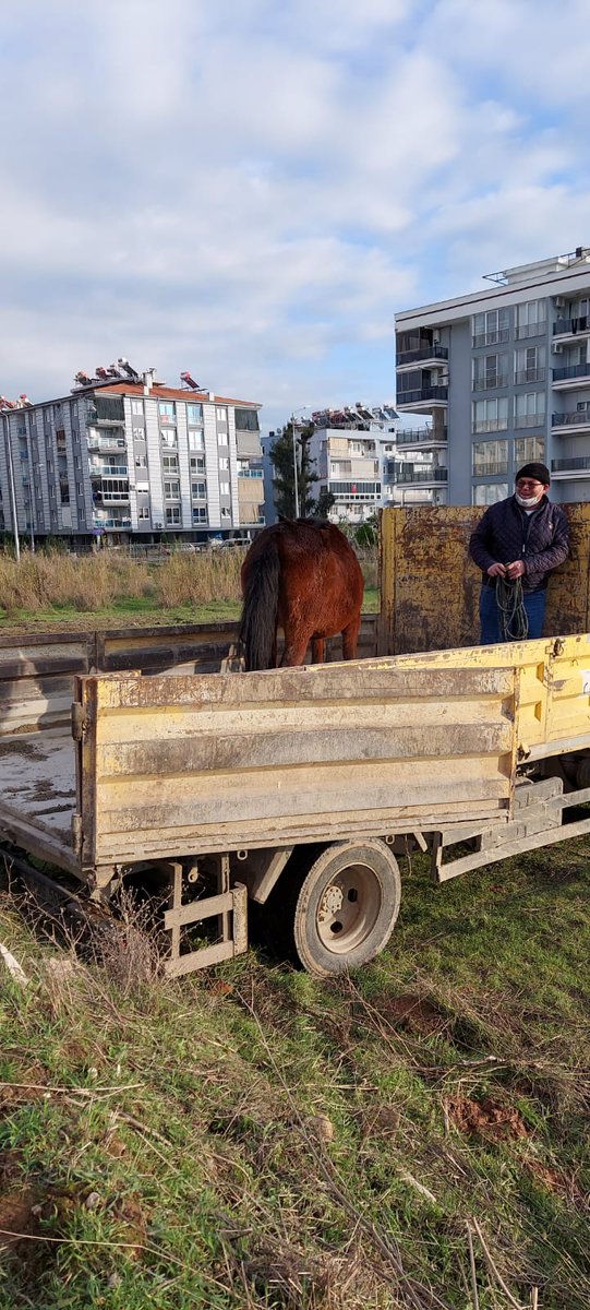 AYDIN merkezde günlerdir yağmurun altında, soğukta kalan 2 at için herkes seferber oldu.  Kaymakamımız Sayın @cemalssahin e durumu aktarınca @efelertom <a href="/aydindkmp/">Aydın DKMP</a> Ve <a href="/AydinBuyuksehir/">Aydın Büyükşehir Belediyesi</a> işbirliği ile atlar güvenli alana alındılar. Emeği geçen tüm birimlere teşekkürlerimizle.