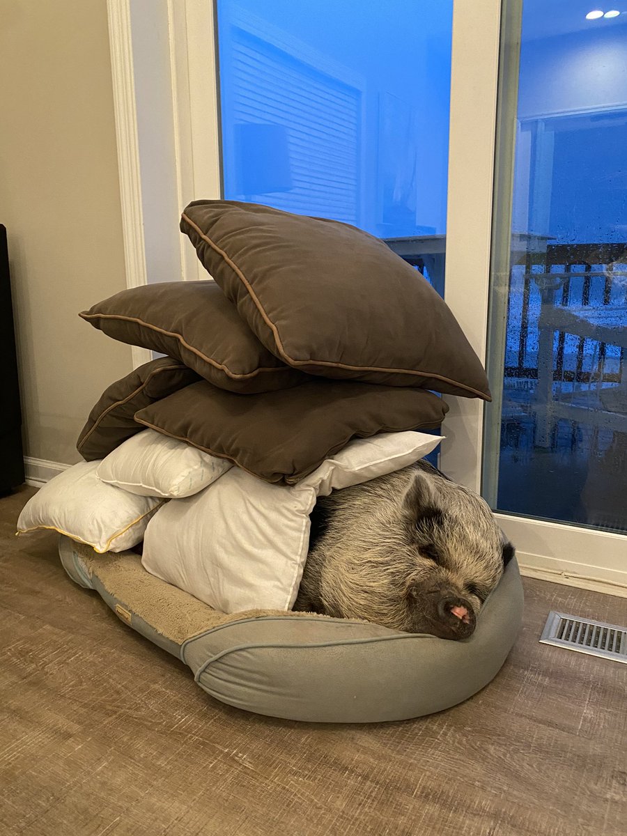 Here let’s try this again. In a proper chain. How high can they go!