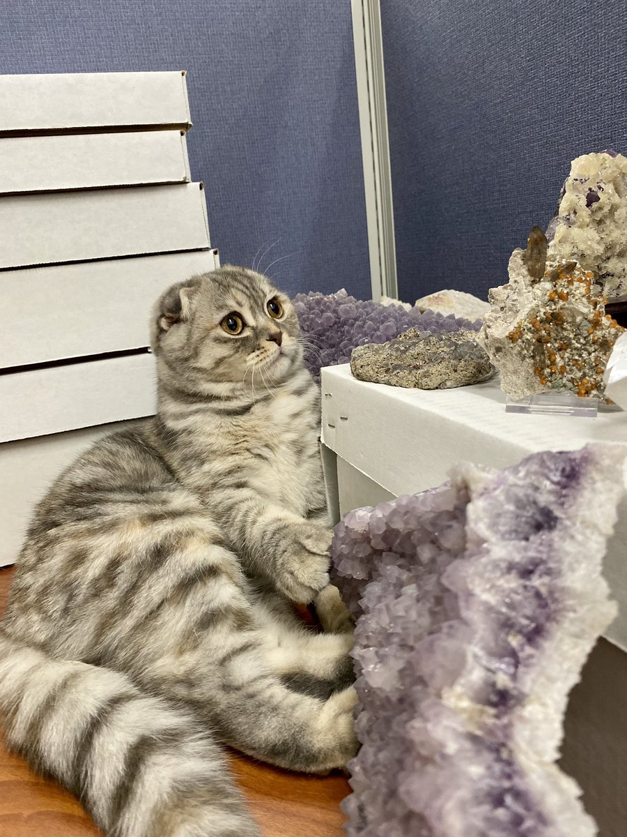GroundedEssence's tweet photo. Mochi with her favorite Amethysts 💜 https://t.co/Co6ThC78o0