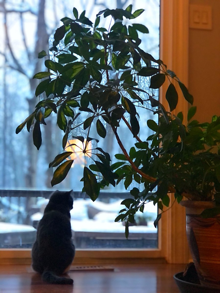 MAD Pritch 🌹 tweet media