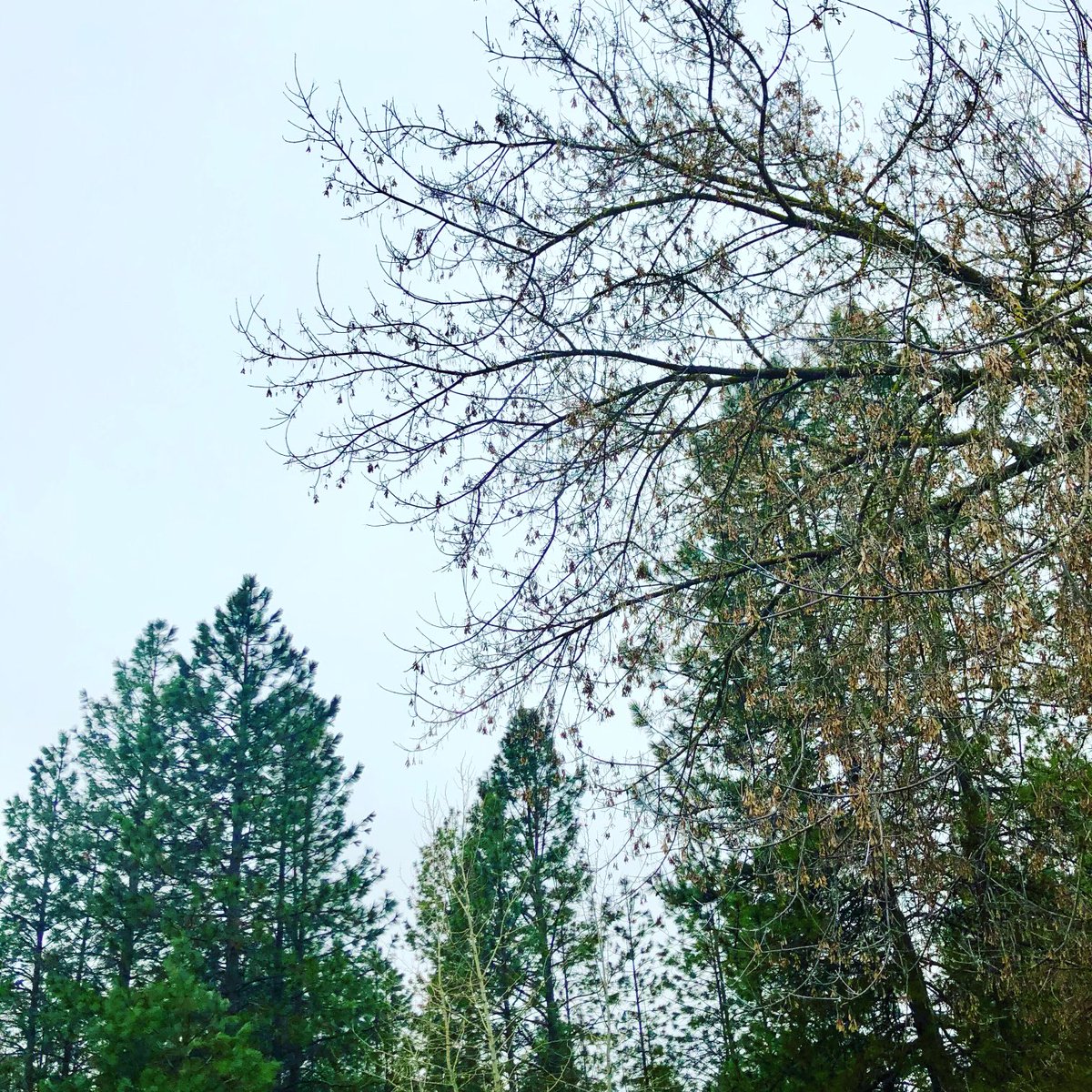 ccone312's tweet photo. Just needed some fresh air and nature time #anothergraypacnwday #rollonfebruary https://t.co/6cwVonpzkL