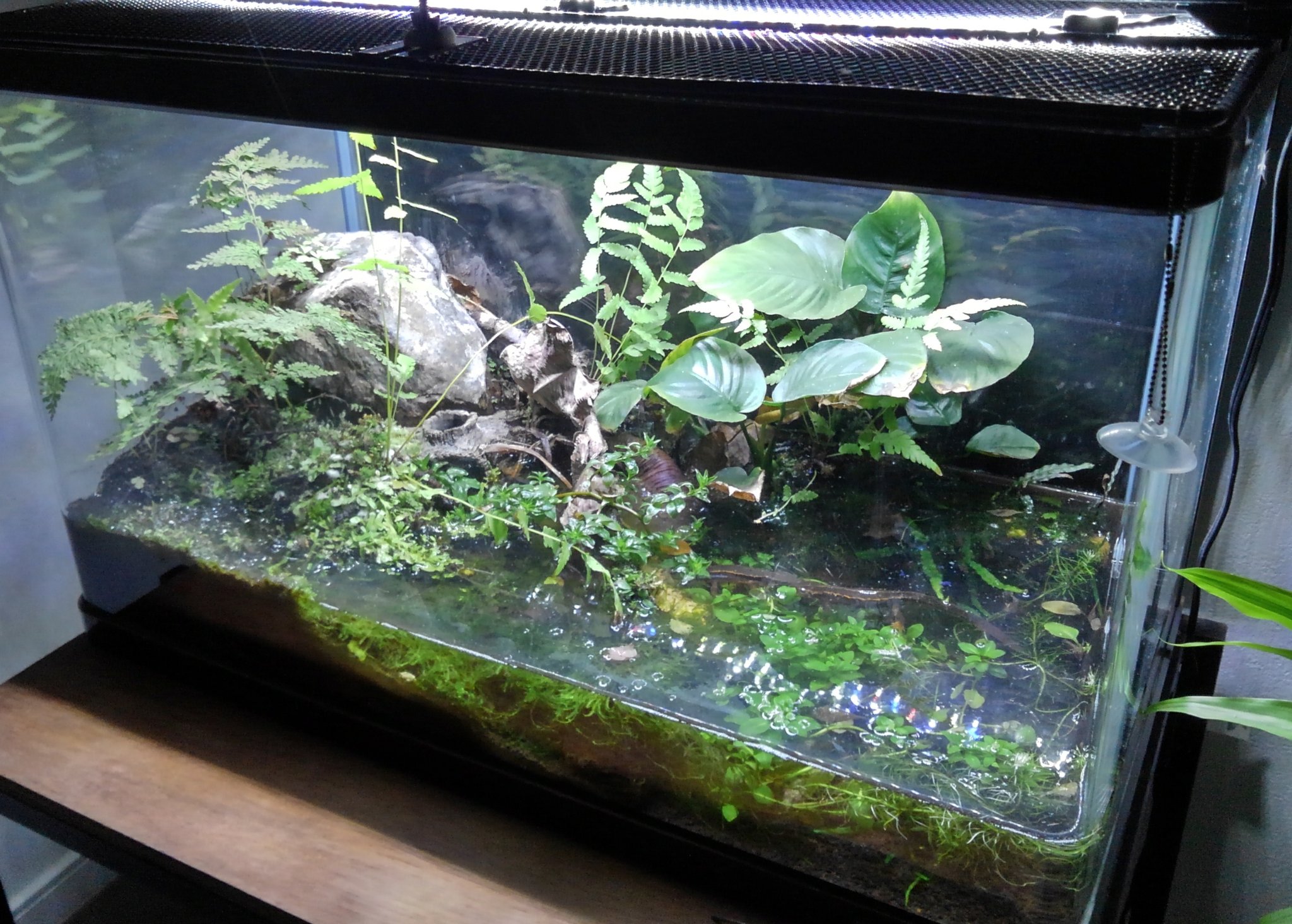 تويتر オイカワ丸 على تويتر こちらのアクアテラリウムにはイモリが入っています ところで日本産イモリは安価に大量に売られていることがありますが それらは乱獲によるもので買うべきではありません 高くても信頼できるブリーダーさんから買うか 必要最小限を