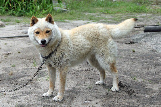 山陰柴犬 という種類の柴犬 夏毛は普通なのに冬毛のインパクトが半端ない件 か 可愛い 着ぐるみ感ある Togetter 山陰柴犬 という種類の柴犬 夏毛は普通なのに冬毛のインパクトが半端ない件 か 可愛い 着ぐるみ感ある Togetter