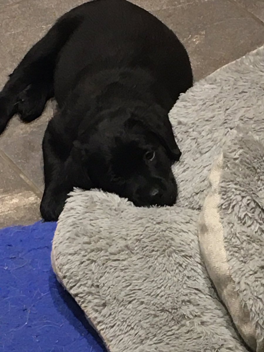 Meet Bunty our new addition 8 weeks old so in love ❤️