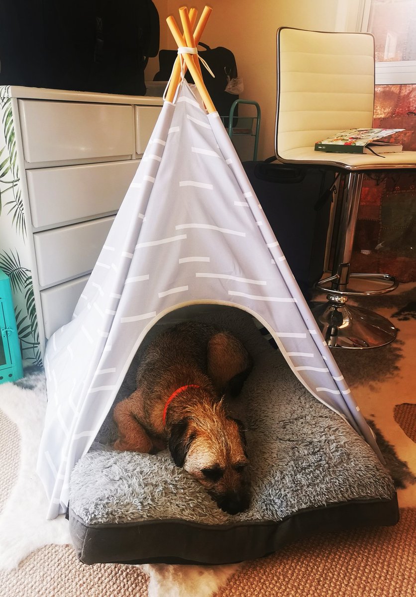 boy_ghillie's tweet photo. I iz indoor camping https://t.co/aZEdzg2IPQ