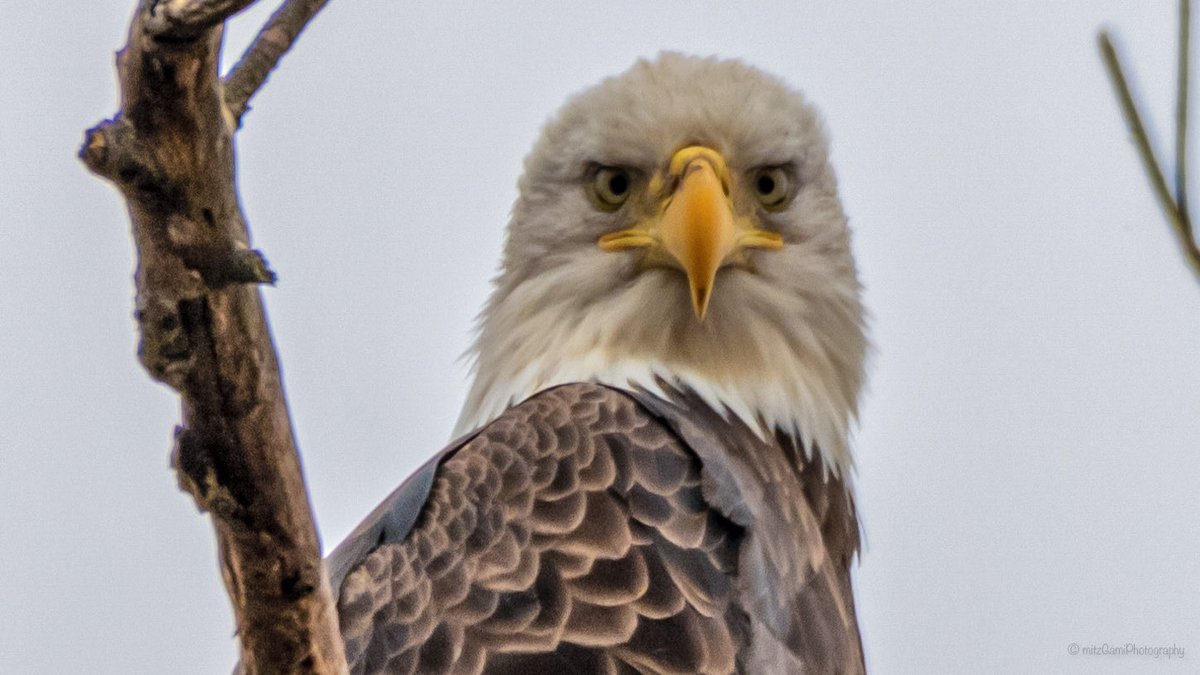 An Eagle’s 👁 👁... #wildlifephotograpy #birdwatching #birding #raptors #NewJersey