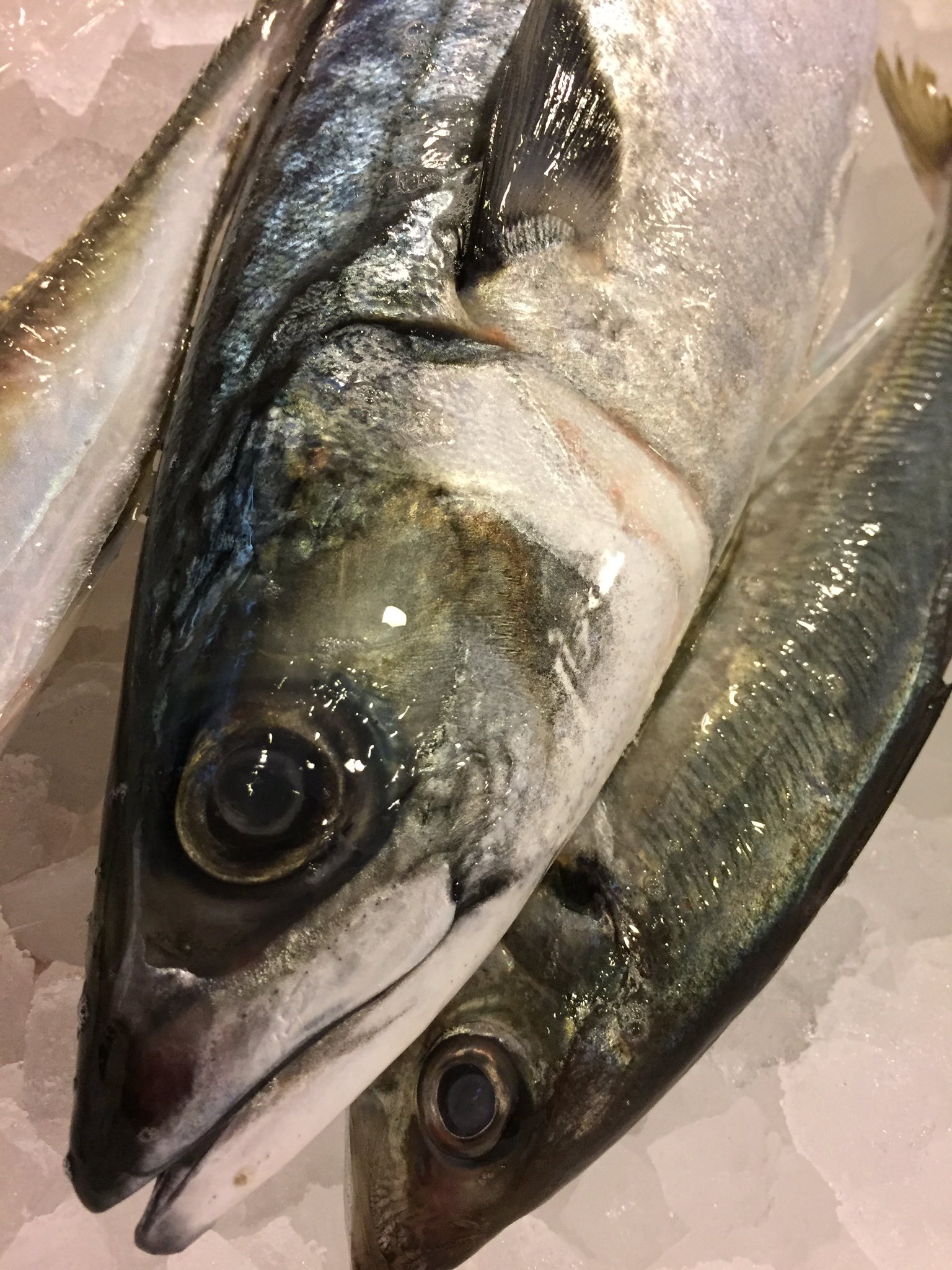 魚の旨い店 ほうぼう 緊急事態宣言により時短営業中 ご来店の際はお電話頂けると幸いです 045 506 2721 こんな嫌な時期ではございますがご来店お待ちしております 福岡県 旬 サバ おいしい 居酒屋 魚の旨い店 ほうぼう 鶴見 横浜 お刺身