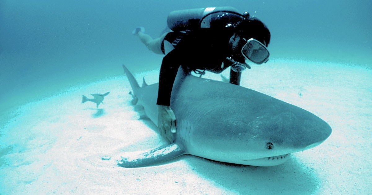 At Cape Haze, Clark conducted behavioral, reproductive, & anatomical research on sharks ^ fish species. Clark frequently used scuba diving to conduct these studies - a pioneer in using scuba diving for research.(11/n) #DiversityinSTEM #SundayScientistShoutout #WomenInWildlife