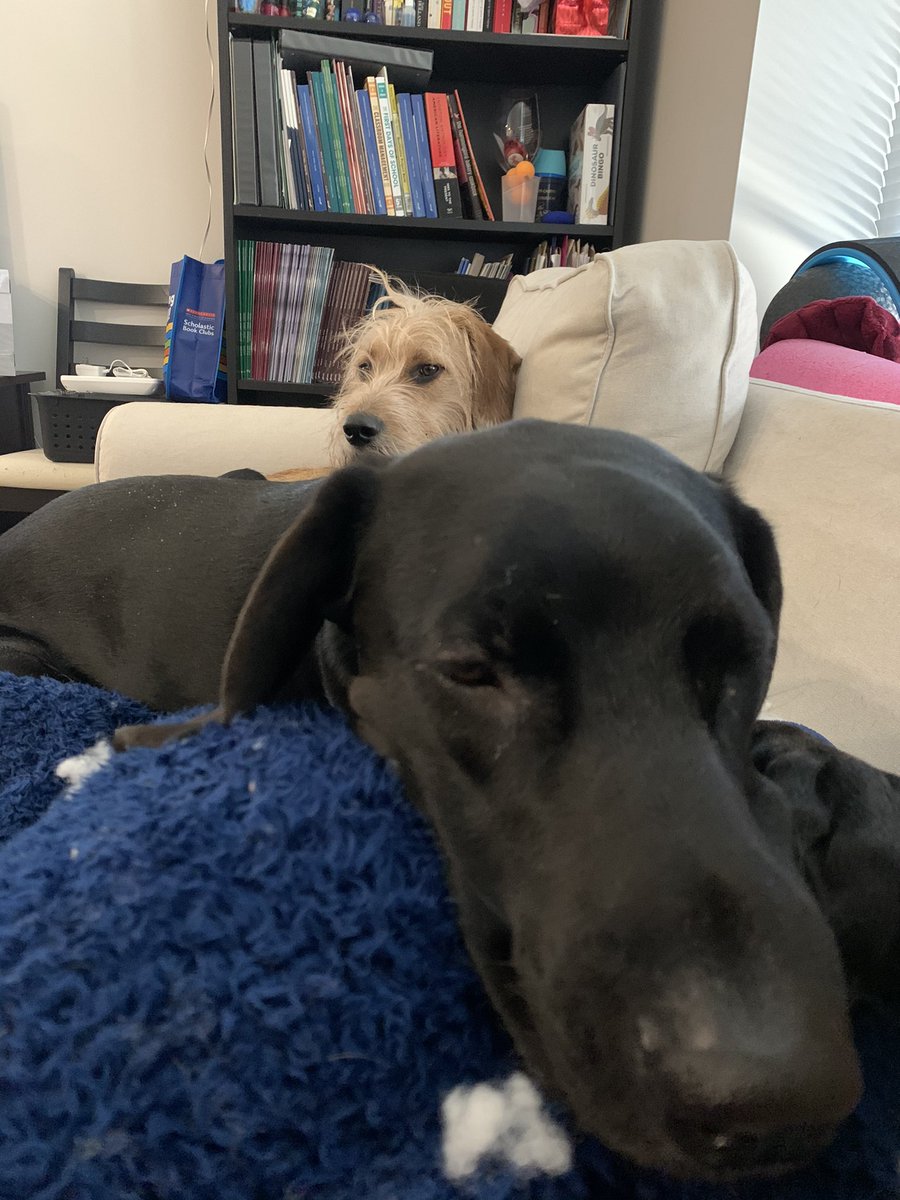 TheBaskota's tweet photo. @sampson_dog Happy birthday 💙🐾. February is also filled with traumatic anniversary dates for Lika so we’ve been taking it one day at a time. My service trainer says I’m doing my job really well and keep getting better even tough I’m not at the disability part of training yet. https://t.co/LGMEU1h0ix
