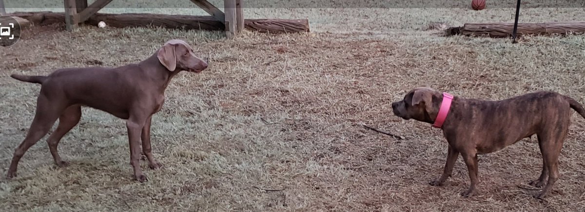CoachJBlas's tweet photo. #dogsoftwitter @dog_rates
Shadow had Lilly over to play! https://t.co/EQa2XYSMpW