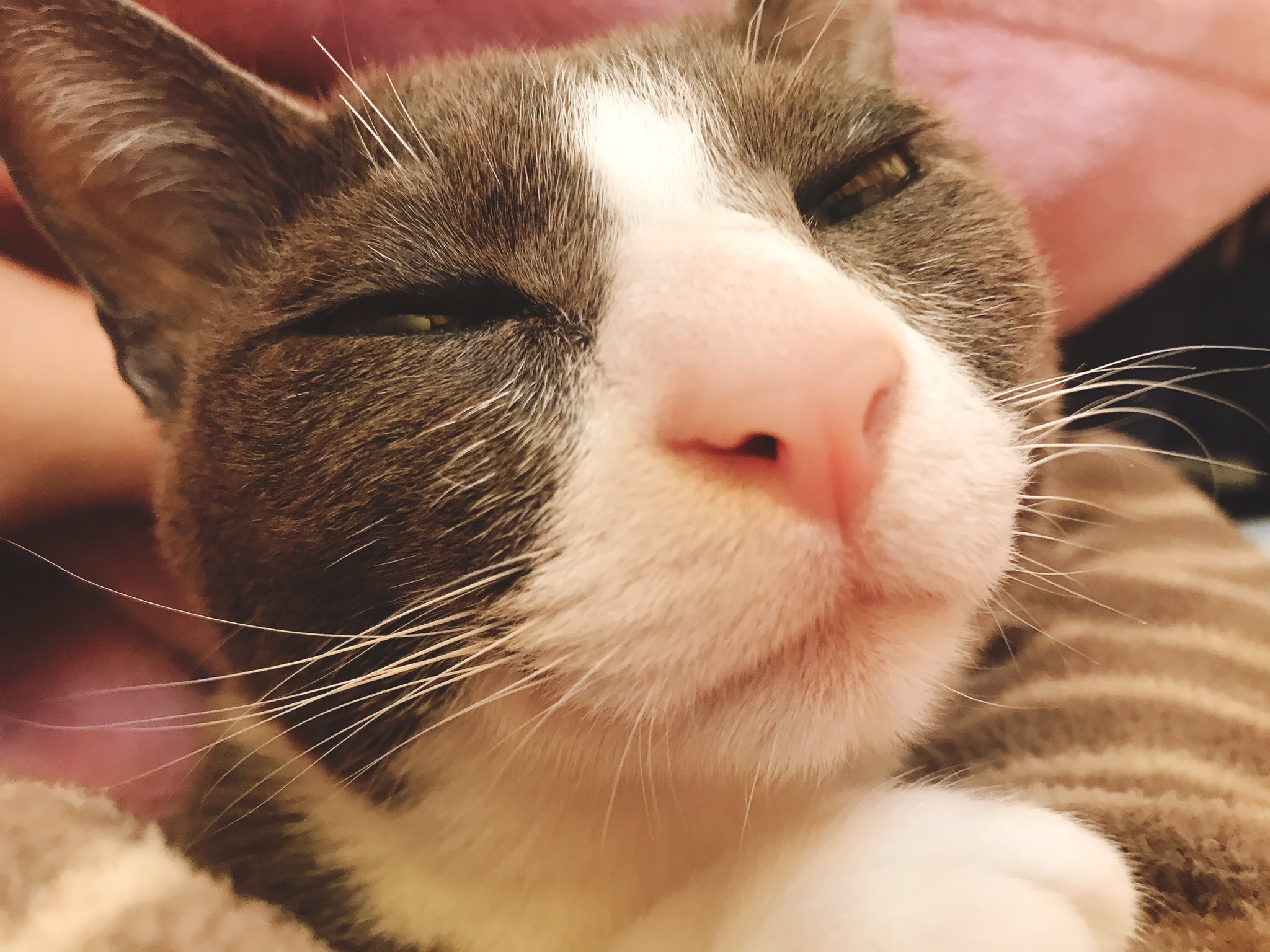 木野日菜 おはようございます 朝からお隣の顔がたまりませんねぇ 夜中何回かケフケフする度に え 吐く と思って飛び起きてたりしてました 身体バキバキしてる ゲロフェイントですね 全部フェイントで吐かないで居てくれたのでよかった