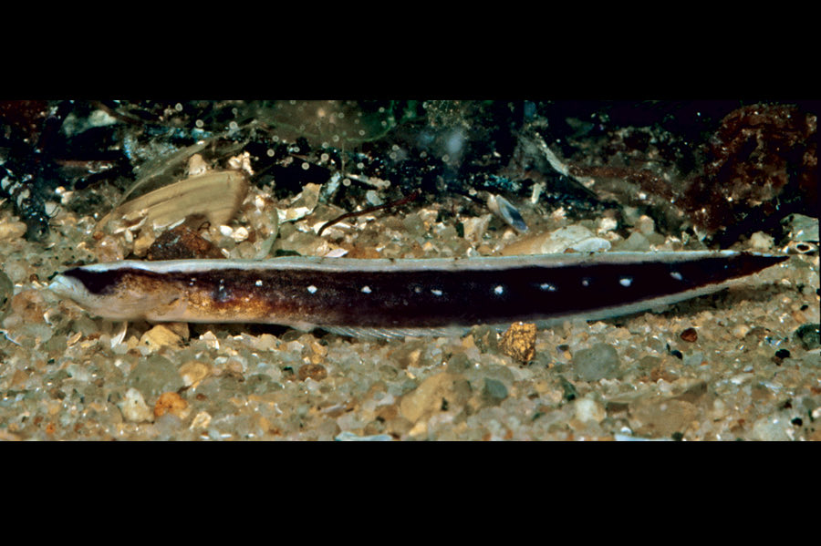 One of her notable discoveries was by observing many sleeping sharks she was able to prove that do not need to move to breathe Several species named in memory of Clark…Callogobius clarki Sticharium clarkae Atrobucca geniaeSqualus clarkae(14/n) #SundayScientistShoutout