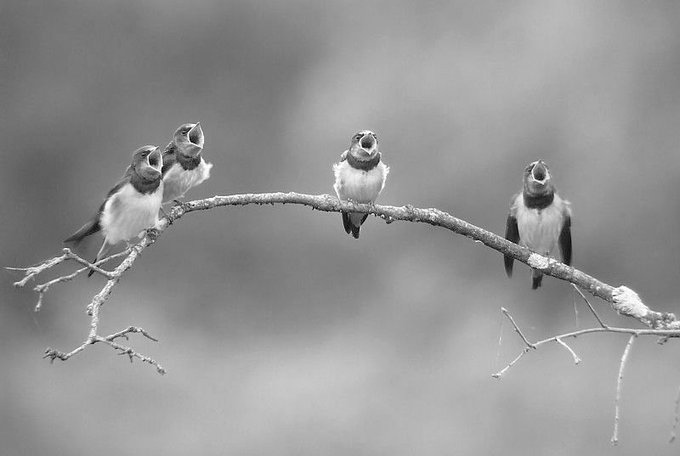 Un pájaro posado en un árbol no tiene miedo de que la rama se rompa, porque su confianza no está en la rama sino en sus propias alas. ¡Siempre confía en ti mismo! Charlie Wardle