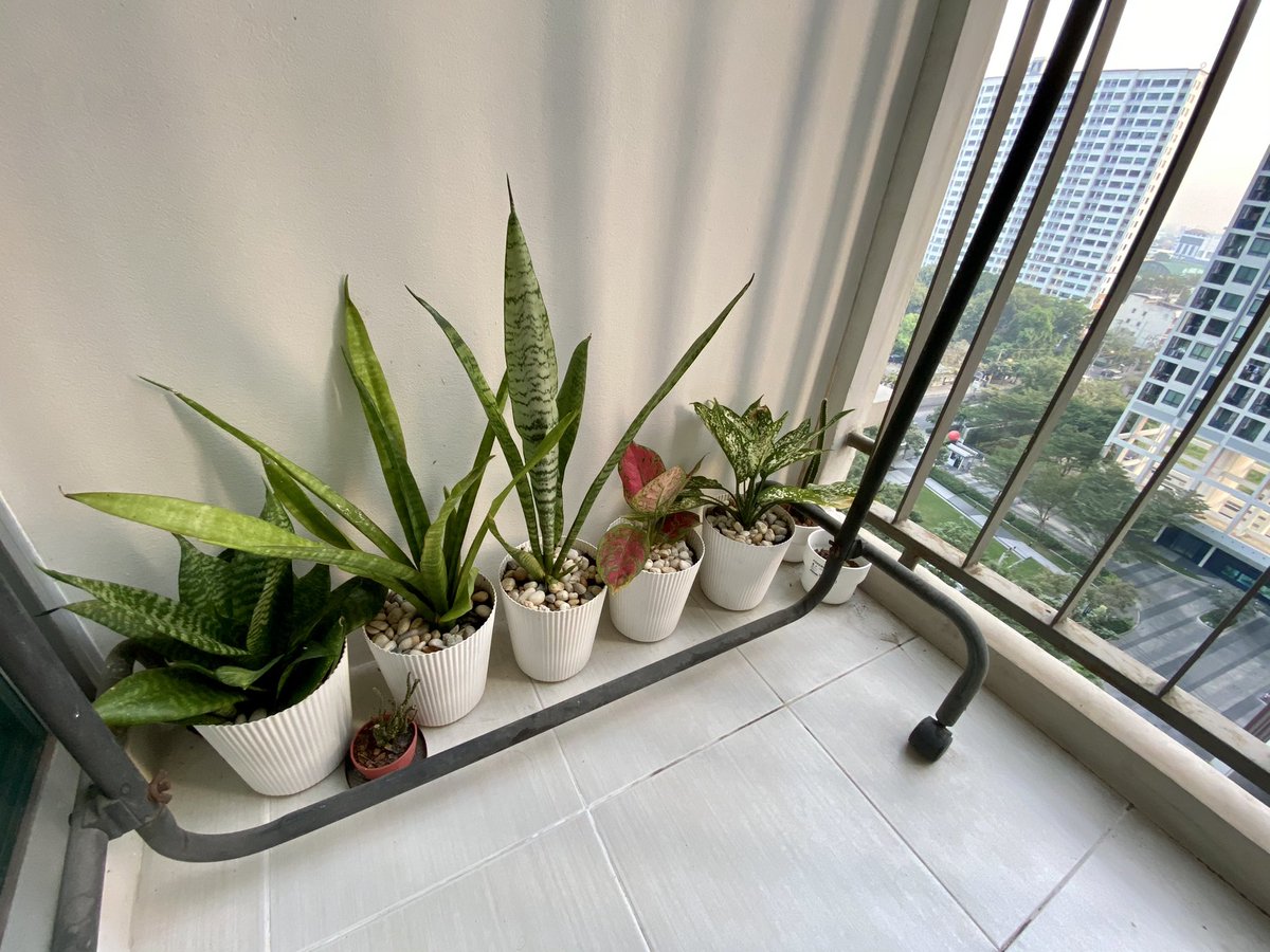 ekawit13's tweet photo. เอาแล้วแม่!!!!!! ลิ้นมังกร พลูด่างสี กระบองเพชร 🌵🪴🌱 ขอให้เป็นเดือนกุมภาพันธ์ที่ดีของทุกคนนะครับ ❤️ #HelloFebruary2021 https://t.co/IXnXgSkmzU