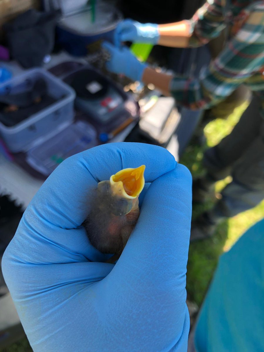 SarahKnutie's tweet photo. 🐣@Parasite_Squad COLLABORATORS WANTED!🐣

👉Interested in receiving &amp; putting up nest boxes (freeeeeee) for a big bird-nest parasite experiment?

👉PUI profs+ in the eastern bluebird range?

👉Potential funds (esp for UG students) available!

✨Reply👇or DM for more info✨ https://t.co/7vyjgE8zSU