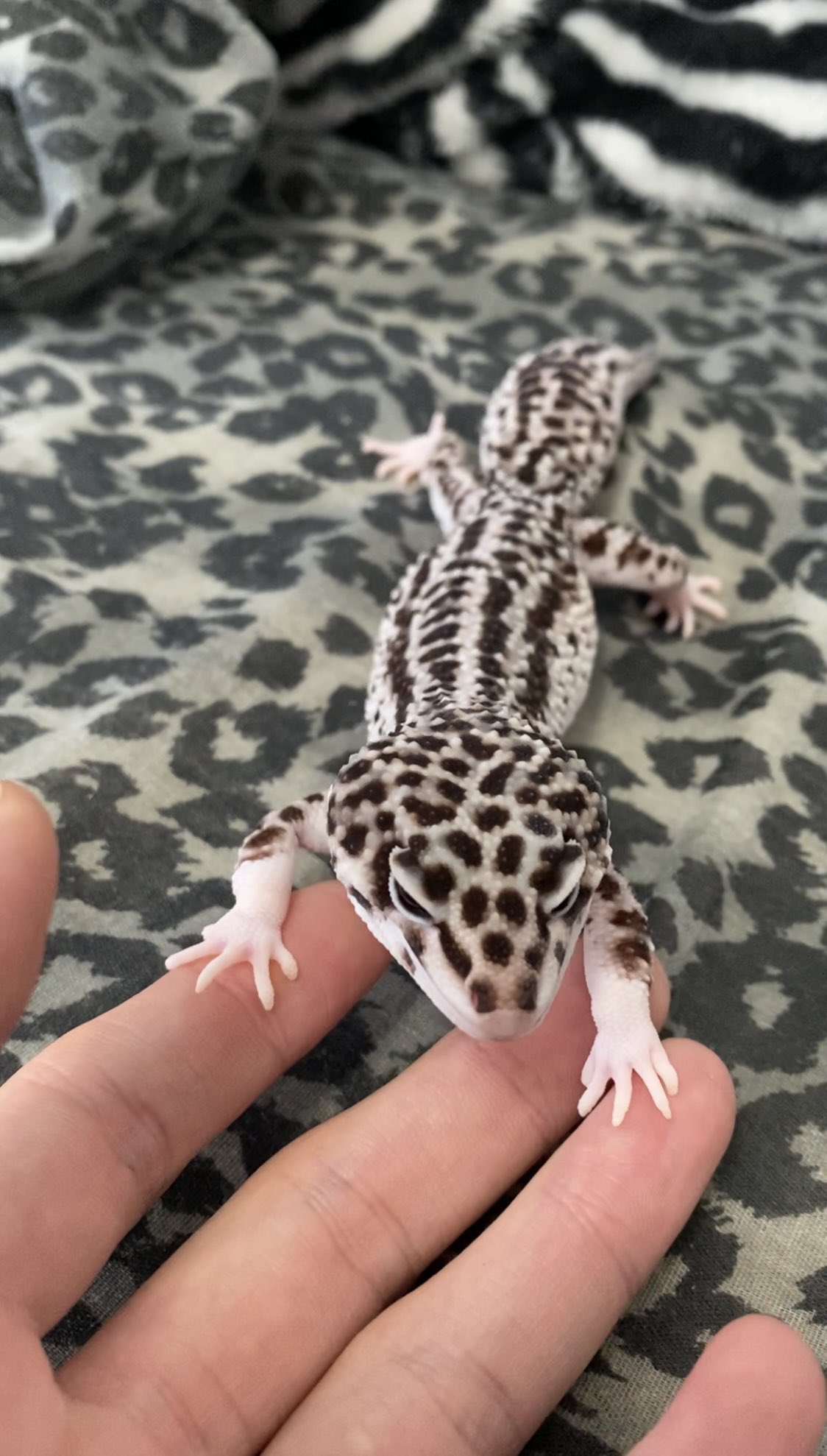 しょへり On Twitter 飼い主の手には謎の魅力があるらしい アメフクラガエル クランウェルツノガエル ヒョウモントカゲモドキ