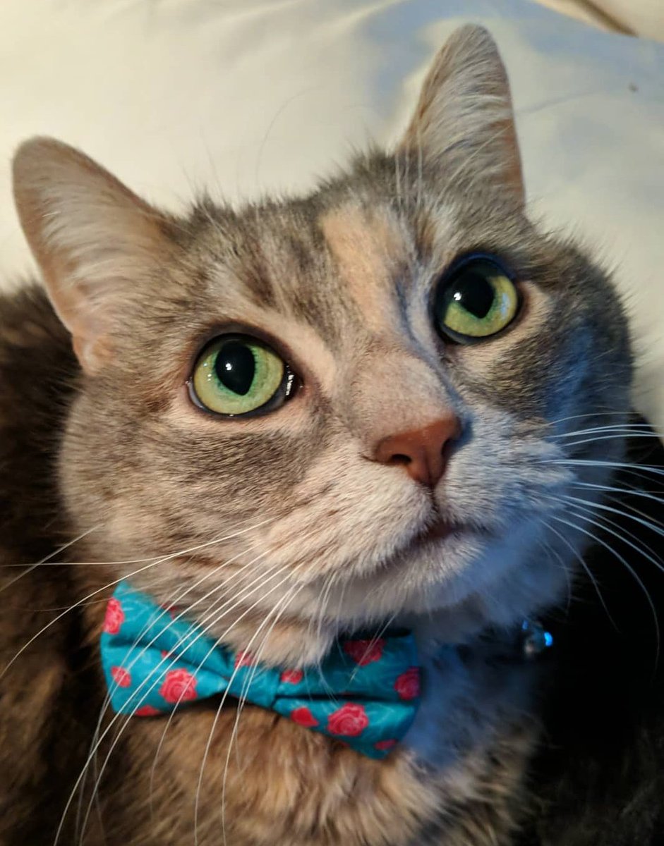 kinilei1's tweet photo. Kitty Scarlett got a new collar today. We were going for Valentine's Day but it is just floral. It's fine though because she's a super model.
#CatsOfTwitter
#supermodelcat https://t.co/N4StnqGUAb