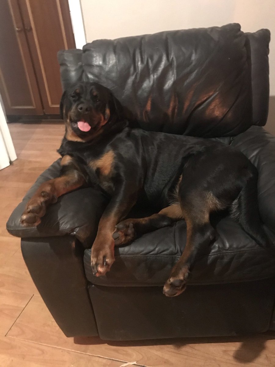 A lady of leisure #dog #Rottweiler #Doglover