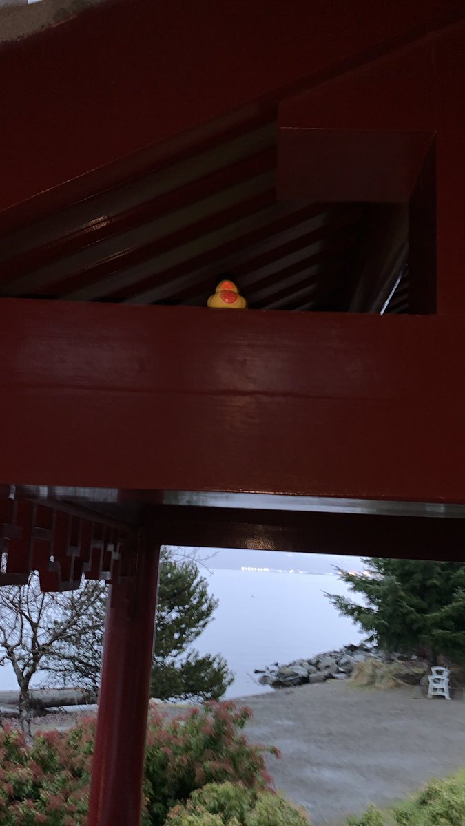 reecombs's tweet image. Duck stuck #monkeyshines2021