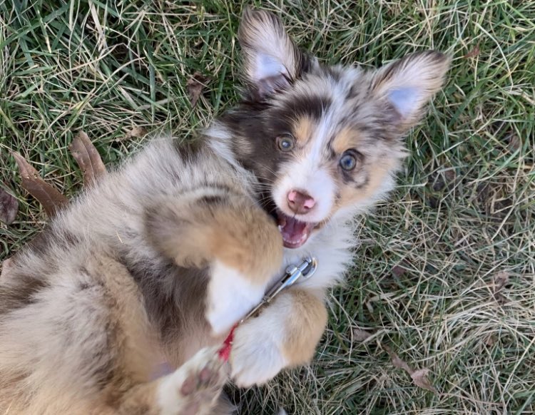 LucyMiniAussie's tweet photo. how it started                how it’s going https://t.co/k1LMrhhily