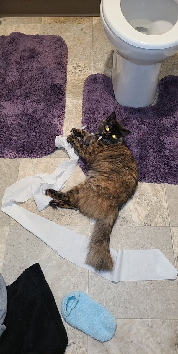 fuzzydavis97's tweet photo. This is the little stinker btw https://t.co/aXevQki9sX