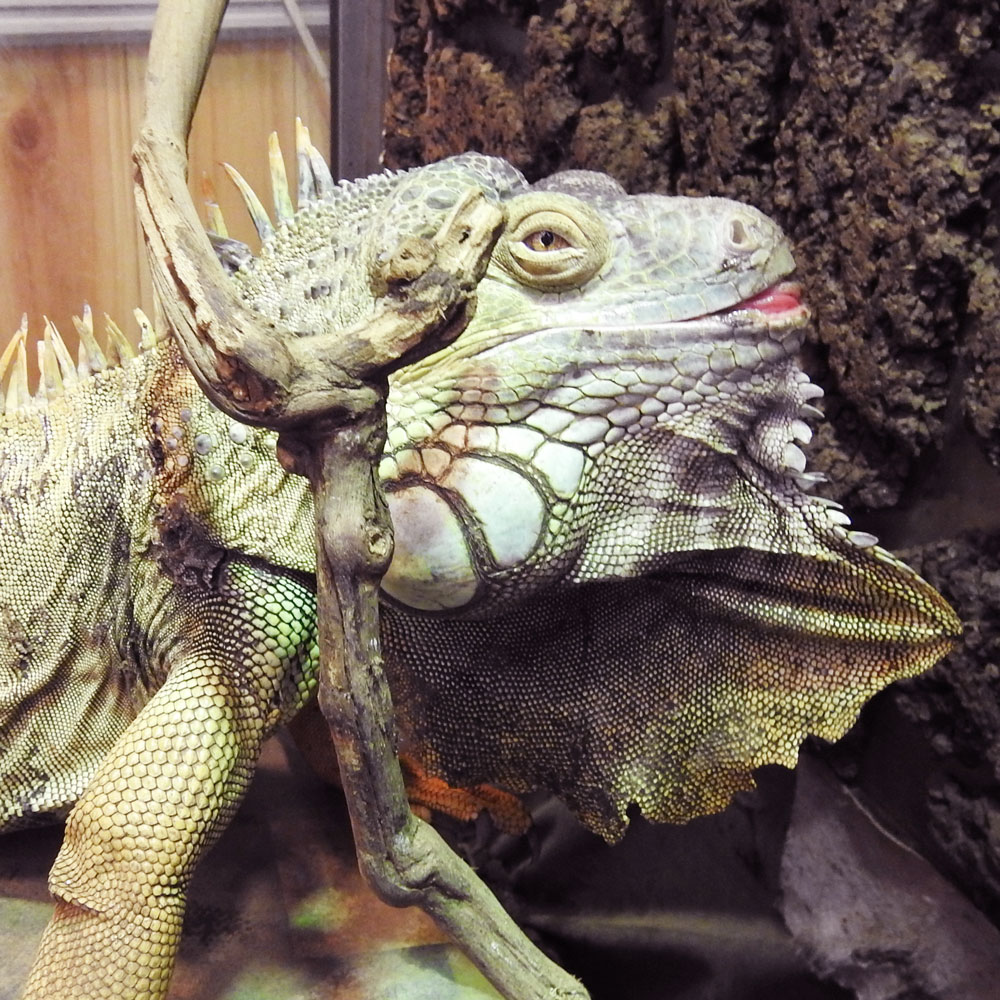 reptilescafe's tweet photo. 雲間から日が差し始めた横浜
お店はマスク・手洗い消毒の徹底で
時短営業中(11時〜17時まで)です
写真は
カメラを睨む #グリーンイグアナ さんです
#爬虫類カフェ #reptilescafe #横浜カフェ
#イグアナ #GreenIguana #Iguana #保護ペット #保護爬虫類 #ProtectedPets #protectedreptiles https://t.co/XReUAFILLN
