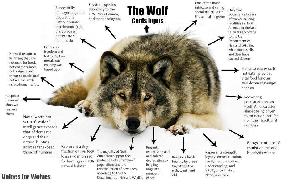 nywolforg's tweet image. More reasons to #StandForWolves