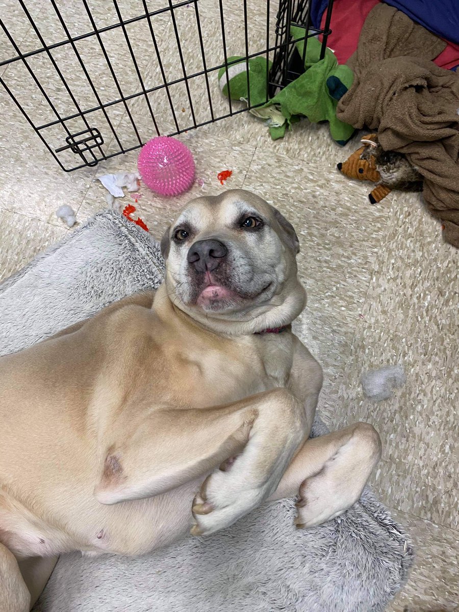 1 RT= 1 Belly rub! Sunny is a 6 year old Cane Corso looking for her forever home! She would prefer a quiet adult only home, as the only pet. Town of Brookhaven Animal Shelter, Yaphank NY 631 451-6950 <a href="/darth/">darth™</a> <a href="/dogfather/">matt</a> <a href="/KeithOlbermann/">Keith Olbermann</a> #longisland #newyork