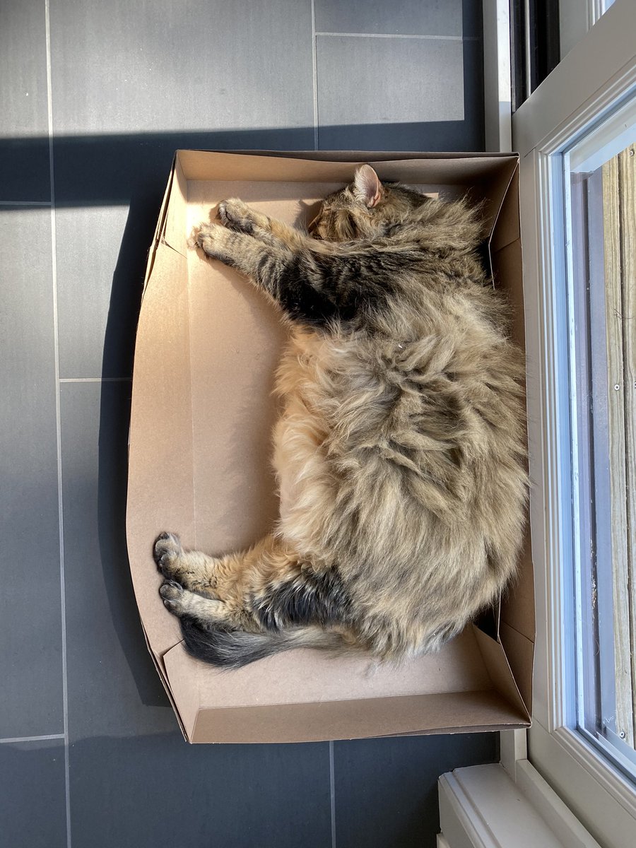 AliYooper's tweet photo. @leahgwilliams @annadechamp and I can relate. Isn’t she cute? Also, my hand is full of scratches. https://t.co/KdQxaeU2jO