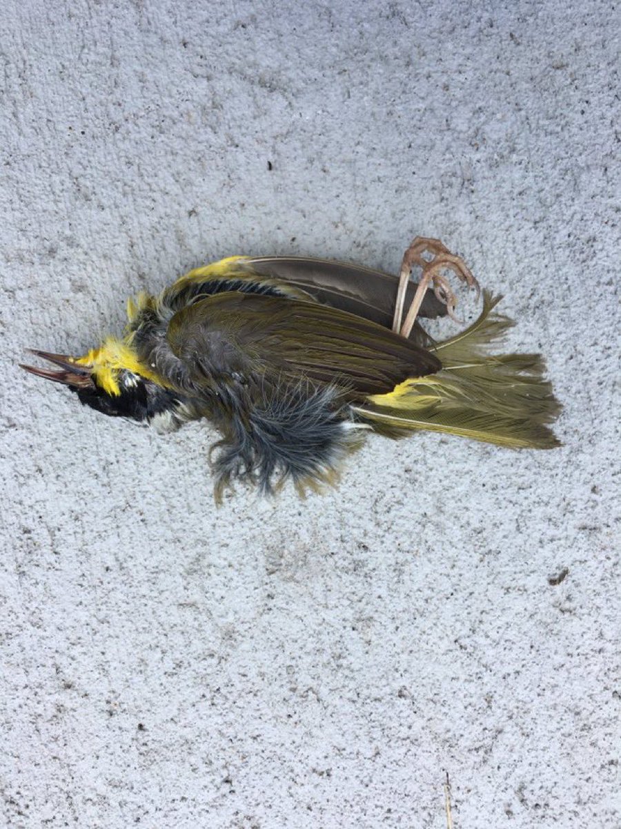 Lullaby Movie (@lullabymov) on Twitter photo 