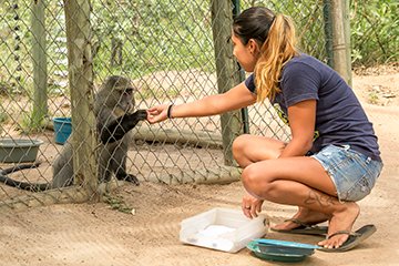 Primates and Tourism: How to Be a Responsible Primate Tourist upflow.co/l/EtFU