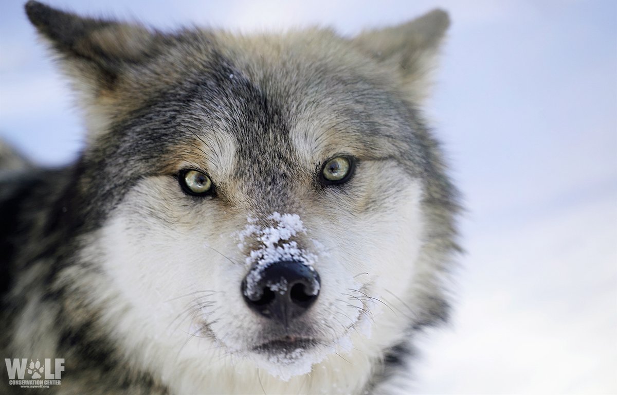 nywolforg's tweet photo. Good morning! 
#SnowDay https://t.co/SeoZoc6reo