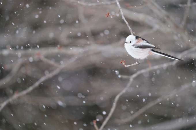 飛んでる瞬間を撮ったことはほぼ皆無のtwitterイラスト検索結果