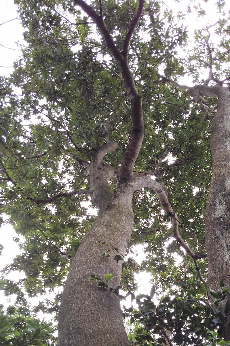 Uutaのお母ちゃん こんにちは 年程前の事です 主人が ヤマモモを採ってきて 自分で果実酒を造りました 何日かすると 何やらプカプカ んっ と よく見ると ちっちゃぁいイモ君 イモ君も果実酒も 残念な事に ヤマモモの木と花芽です