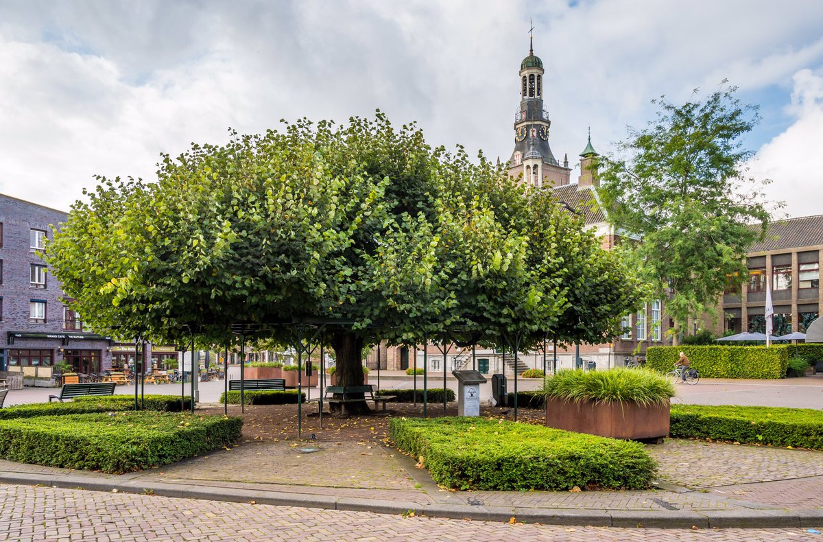 gem_ettenleur's tweet image. De Moeierboom gaat voor Europees Goud!
Onze geweldige Moeierboom is genomineerd voor de Europese Tree of the Year verkiezing 2021. Help de Moeierboom aan de overwinning. Stemmen kan tot 1 maart via treeoftheyear.org/NL 
🌳🏆👍🏻Doe jij ook mee?