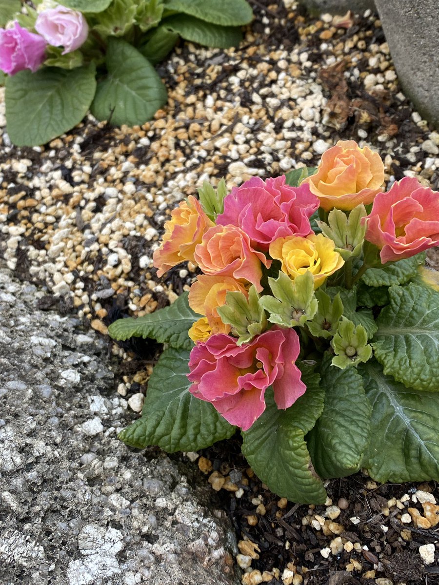 プリムラジュリアン薔薇咲き