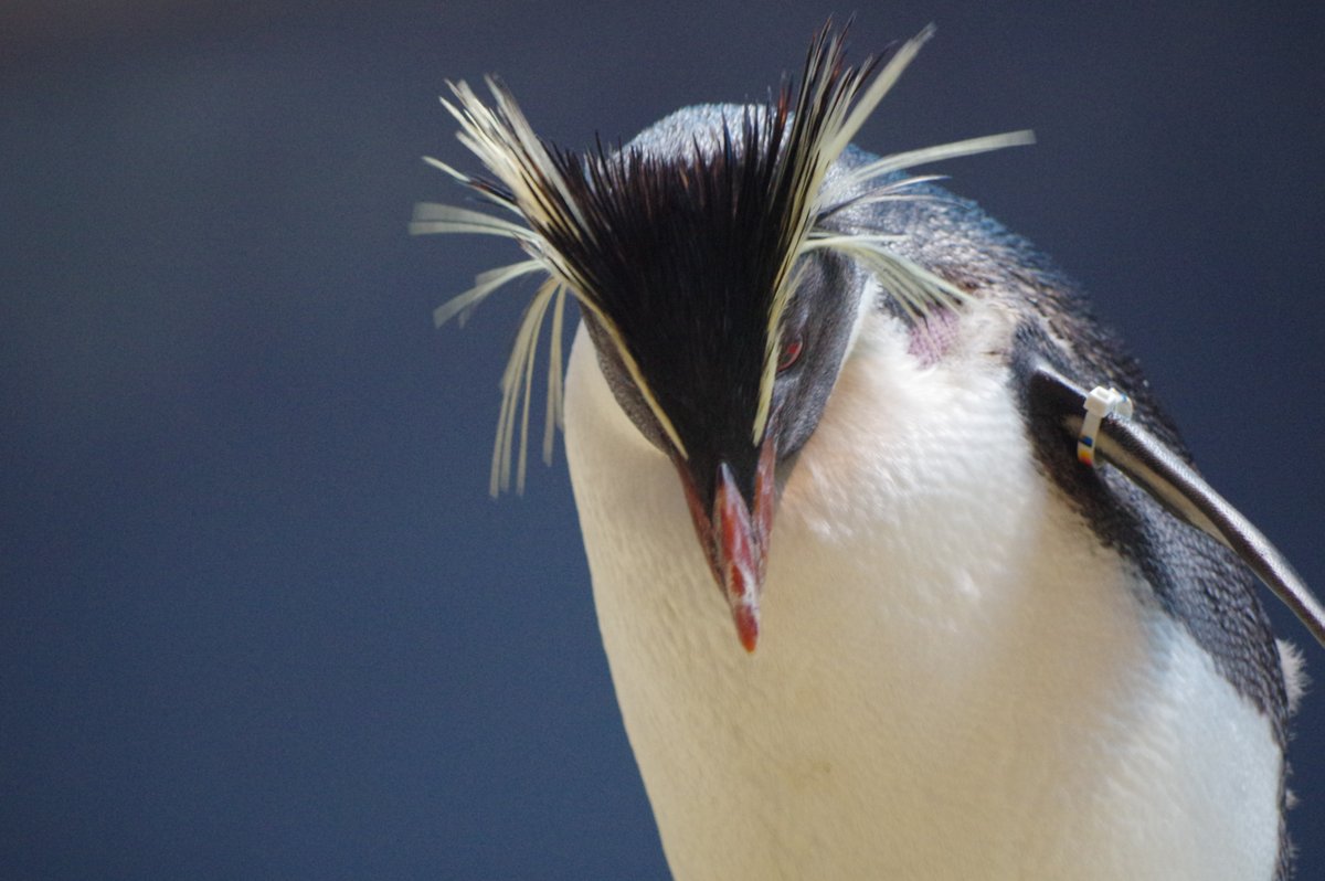 長崎ペンギン水族館 公式 キタイワトビペンギン 頭の上の黄色い飾り羽が特徴的なペンギンです ペン水 長崎ペンギン水族館 長崎 ペンギン 水族館 キタイワトビペンギン 長崎ペンギン水族館 公式 キタイワトビペンギン 頭の上の黄色い飾り羽が特徴的なペンギンです ペン水 長崎ペンギン水族館 長崎 ペンギン 水族館 キタイワトビペンギン